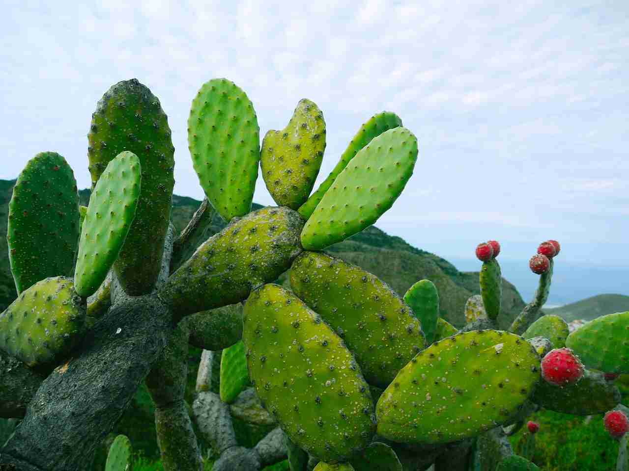 Figue de barbarie du cactus
