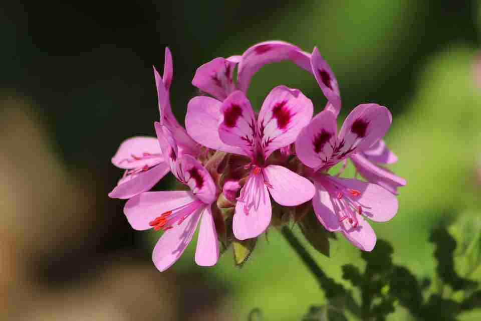 Fleur de géranium rosat